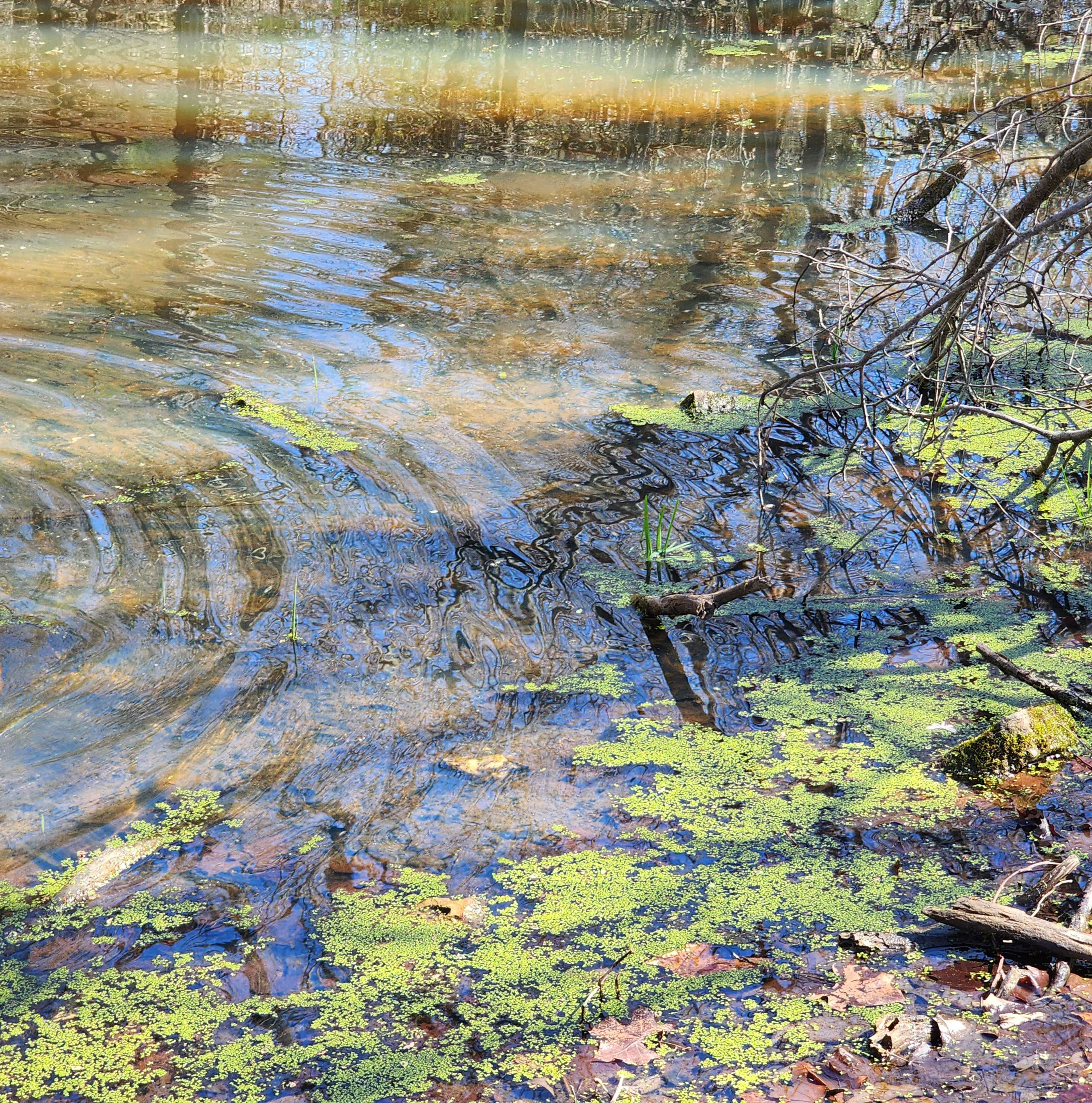 Grasses in the water