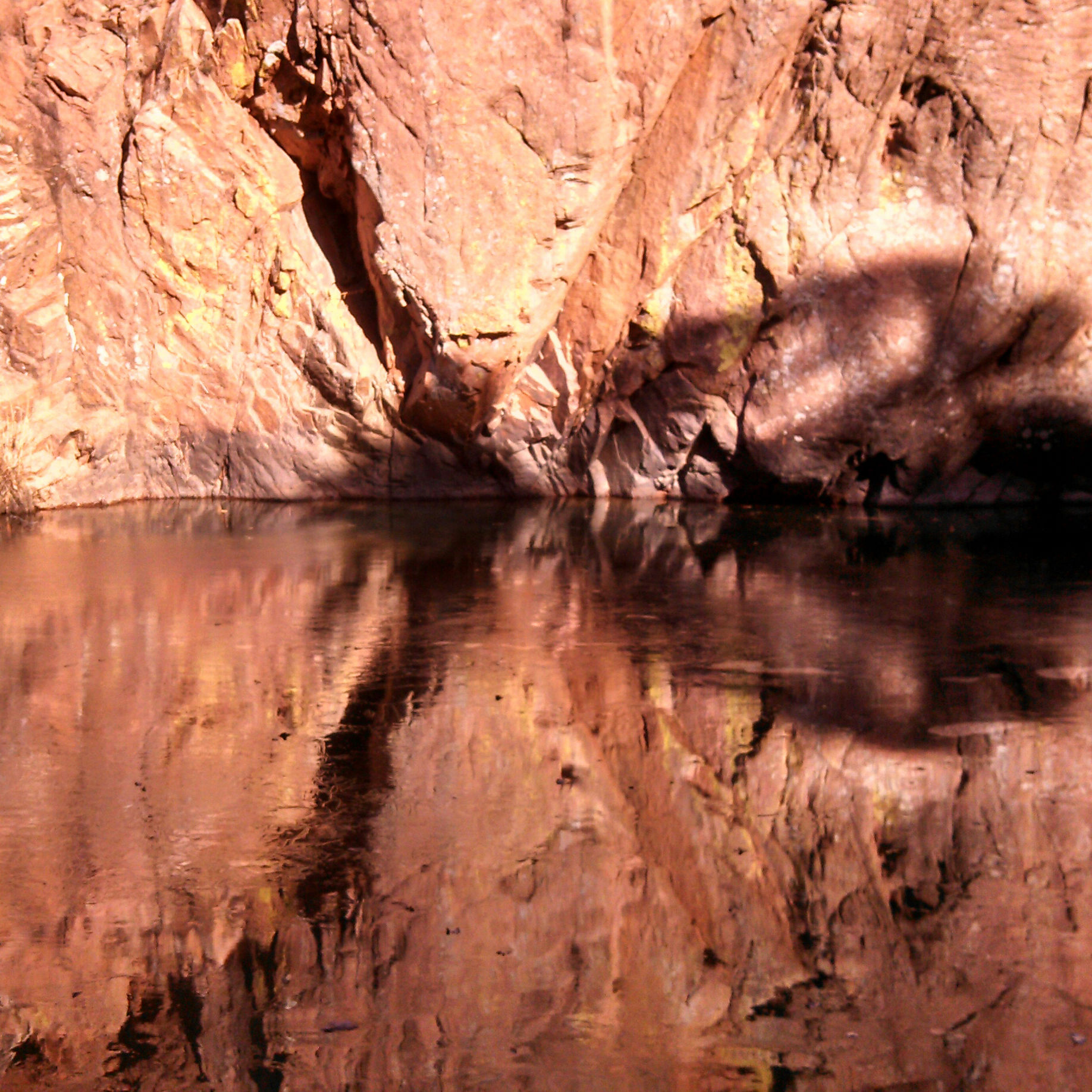 Grasses in the water