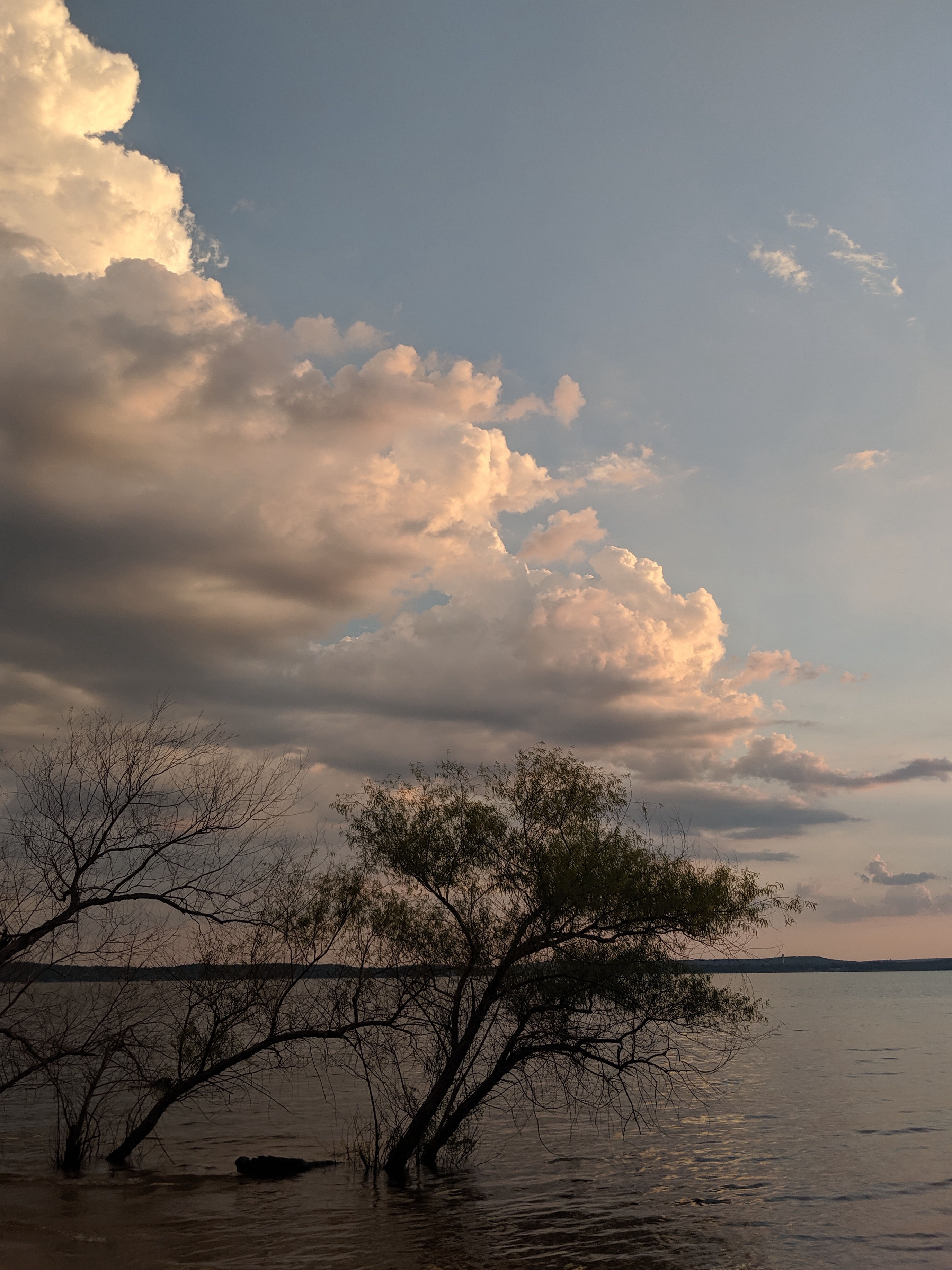 Grasses in the water