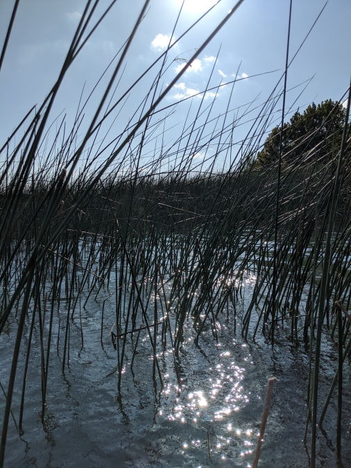 Grasses in the water